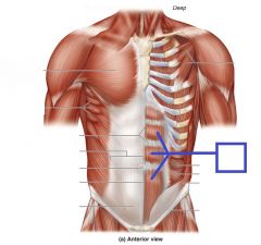 flexes vertebral column & compresses abdominal wall