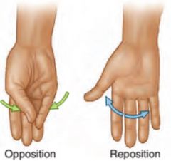 Moving the thumb to touch any other finger 