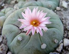 
Peyote cactus is native to the US southwest and northern Mexico

 
Peyote has been used for thousands of years by Native Americans for religious and healing rituals

The crown of the cactus is cut off and dried to form a peyote button 


Peyote...
