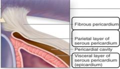 Fibrous pericardium: protection, anchor to diaphragm / great vessels, prevent overfilling

Serous pericardium: parietal layer junction with fibrous pericardium, visceral layer = epicardium, pericardial cavity in between (serous fluid)