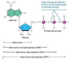 ATP - Adenosine Triphosphate, contains RNA nucleotide w/ two additional phosphate groups.