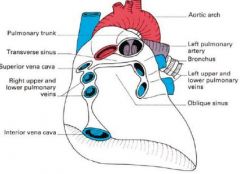 directly under pulmonary trunk / aorta