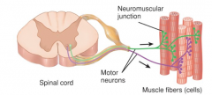 1.) Functional unit of a muscle

2.) Consists of a motor neuron and the muscle fiber it controls

3.) The number of fibers innervated by one motor neuron can vary, but when stimulated it initiates an impulse that causes all of the fibers to co...
