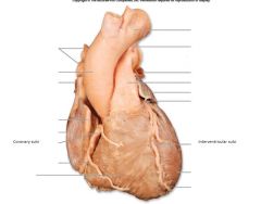 Coronary sulcus: contains coronary sinus

Anterior interventricular sulcus: anterior interventricular branch of L coronary artery and great cardiac vein

Posterior interventricular sulcus: posterior interventricular artery and middle cardiac vein
