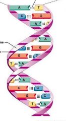 Identify the structures of the DNA double helix:


 