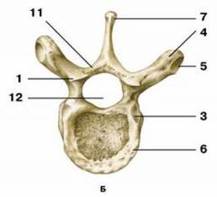 processus spinosus
corpus vertebrae
arcus vertebrae
processus transversus
Foramen vertebrale