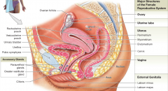 -ovaries
-uterine tubes
-uterus
-vagina
-components of external genitalia 