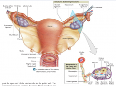 -thickened fold of mesentary that supports and stabilizes the position of each ovary. 