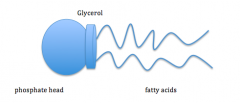 2 fatty acid tails
glycerol backbon
PHOSPHATE HEAD

soluble**

made in body