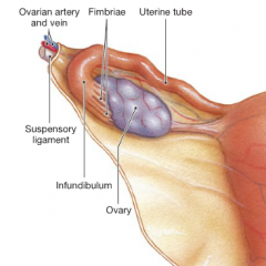 -contains the major blood vessels of the ovary 
(ovarian artery and vein)
-vessels are connected to the ovary at the hilum, where the ovary attaches to the mesovarium. 