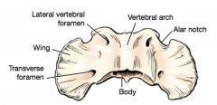 Nikaman vartalon päällä oleva kaari, yhdessä vartalon kanssa muodostaa selkänikaman aukon. Peräkkäisten nikamien aukoista muodostuu selkäydinkanava