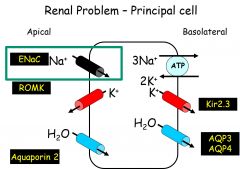 Autosomal dominant inheritance


Mutation in genes for ENaC (Principal cell - renal)