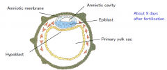 Separates into two layers to form the amniotic cavity.
Only the epiblast cells in contact with the hypoblast will form the embryo.
Amniotic fluid will protect the embryo.