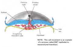 The point where epiblast cells have migrated towards the midline and then ingressed.