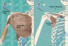 Pectoralis major & minor muscles