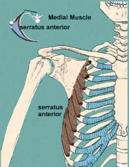 Serratus anterior