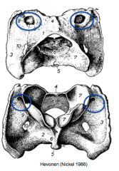 Atlaksen siiven dorso-ventraalisessa suunnassa läpäisevä aukko, lihansyöjillä uurre kraniaalisessa reunassa