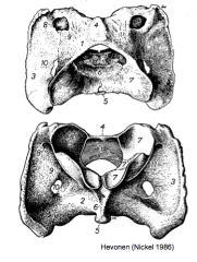 Atlaksen foramen alaren mediaalinen aukeama selkäydinkanavaan, car erillinen kraniolateraalinen aukko (kuvassa 9)
