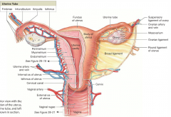 uterus 