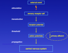 external event -> simulates sensory receptor -> transduced into electrical signal ->AP -> information sent to CNS via a primary afferent