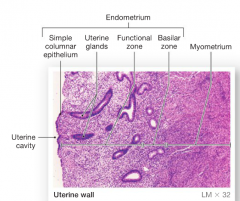 endometrium functional zone