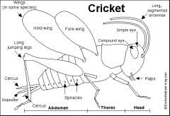 External features (cricket)