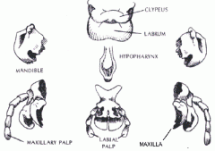 Mouthparts:


 


labrum


mandible


hypopharynx


maxilla


labium


 


 