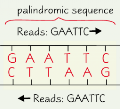 Palindromic sequences are sequences that consist of antiparallel base pairs (base pairs that read the same in opposite directions).