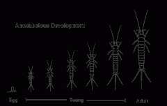 egg -- adultlike juvenile ---- adult


 


young exactly like adults, but smaller and not sexually mature


 


primitive wingless insects (silverfish)