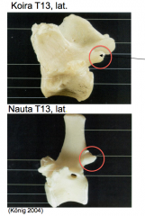 Kaudolateraalinen uloke, poikkihaarakkeen ja kaudaalisen artikulaatiopinnan välissä, vain kaudaalisimmissa rintanikamissa ()