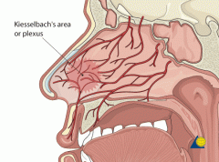 Kiesselbach's plexus, which lies in Kiesselbach's area, Kiesselbach's triangle, or Little's area, is a region in the anteroinferior part of the nasal septum where four arteries anastomose to form a vascular plexus of that name.

90% of nose blee...