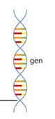 Wat is een gen?