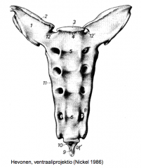 Ristiluussa 1. nikaman ventraalinen reuna (kuvassa 4)
