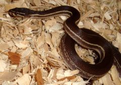 African Brown House Snake
