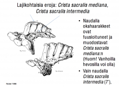 Harjanne + ristiluu + välissä


[Crista sacralis lateralis (su, eq), sama rakenne, mut vähä eri kohas ni eri nimi]