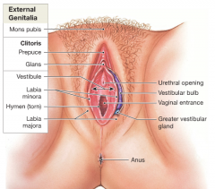 external female genitalia 
