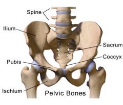 -acetbelum is joint to femur


-os coxae is one cresent half of pelvis


-pubic symphysis=cartalage betweeen two pubis and ishiam