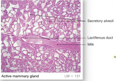 active mammary gland