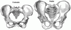 males:


-larger antebellum


-curved inward coccyx


-round obductor foramen


females:


-wider pubic arch (100 degrees), straight coccyx