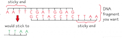 Sticky ends are small tails of unpaired bases at each end of the fragment.
They can be used to bind (anneal) the DNA fragment to another piece of DNA that has complementary sequences.