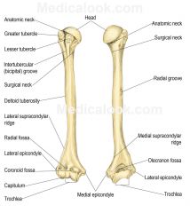 On the lateral side of humerus
