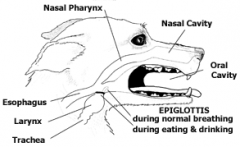 Nasal cavity, sinuses, nasopharynx, larynx
