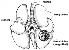 Trachea, Bronchi, Lungs, Pleural Cavity