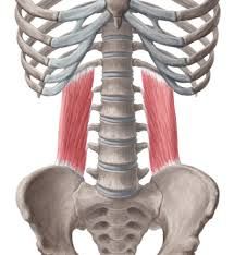  


-deep


O:iliac crest & transverse process of lower 3 lumbar


I:12th rib, transverse process of upper four lumbar


A:extends spine at lumbar region, lateral flexion for gate, posture


 