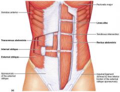 -


O:symphysis pubis, pubic crest


I:cartilage of 5-7 ribs, xiphoid process of sternum


A:flex lumbar portion of vertebrae