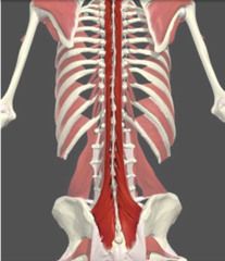 -


O:transverse process of thoracic vert + lower 4 cervical vert, transverse proces of lower lumber + low thoraic vert


I:transverse process of c2-6, posterior mastoid process


A:external and lateral flexion of vertebral column