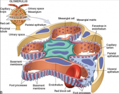 *Visceral epithelial cells.
*Maintain structural conformation of glomerular tuft.
*The largest glomerular cells.
*Largely responsible for synthesis of the GBM.