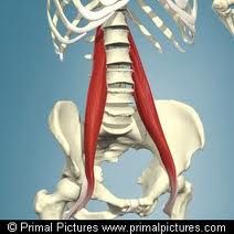 -deep


O:lumbar vertebrae


I:lessor trochanter of femur


A:flexes hip