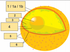 1- nuclear envelope
1a - outer membrane
1b - inner membrane
2 - nucleolus
3 - nucleoplasm
4 - chromation
5 - ribosomes
6 - nuclear pores