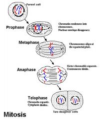 Prophase:


Chromatin condenses into chromosomes
Nuclear envelope disapears
Chromosomes align at metaphiseal plate
Sister chromatid separate
Centromeres divide
Chromatin expands
Cytoplasm divides
Two daughter cells await cytokinesis